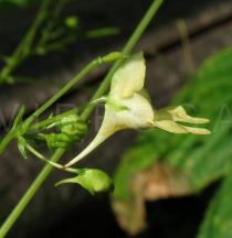 Impatiens parviflora - Flower, side view - Click to enlarge!