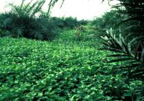 Ipomoea aquatica - Extensive cover in oil palm plantation - Click to enlarge!