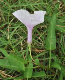 Ipomoea aquatica - Flower, side view - Click to enlarge!