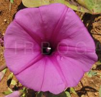 Ipomoea asarifolia - Flower - Click to enlarge!