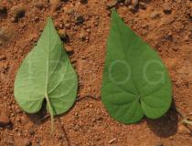 Ipomoea ochracea - Upper and lower surface of leaf - Click to enlarge!