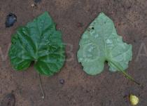 Ipomoea pileata - Upper and lower surface of leaf - Click to enlarge!