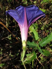 Ipomoea purpurea - Flower, side view - Click to enlarge!