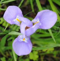 Iris unguicularis - Flower - Click to enlarge!