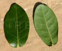 Ixora coccinea - Upper and lower surface of leaf - Click to enlarge!
