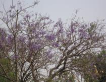 Jacaranda mimosifolia - Branches with flowers - Click to enlarge!