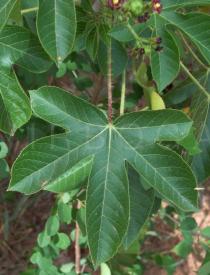 Jatropha gossypiifolia - Leaf - Click to enlarge!