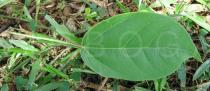 Jatropha integerrima - Upper surface of leaf - Click to enlarge!