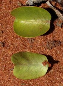 Jatropha mutabilis - Upper and lower surface of leaf - Click to enlarge!