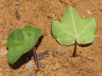 Jatropha ribifolia - Upper and lower surface of leaf - Click to enlarge!