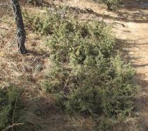 Juniperus communis - Habit - Click to enlarge!