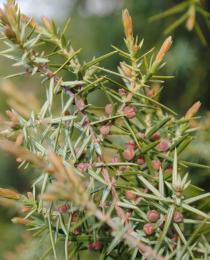 Juniperus oxycedrus - Immature cones - Click to enlarge!