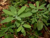 Kalmia angustifolia - Leaves - Click to enlarge!