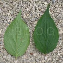 Kolkwitzia amabilis - Upper and lower surface of leaf - Click to enlarge!