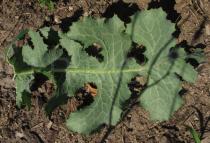 Lactuca virosa - Lower leaf surface - Click to enlarge!