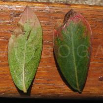 Lagerstroemia indica - Upper and lower surface of leaf - Click to enlarge!