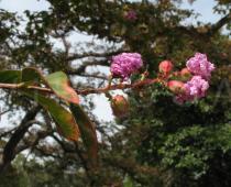 Lagerstroemia indica - Flowers - Click to enlarge!