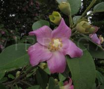 Lagunaria patersonia - Flower - Click to enlarge!