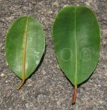 Laguncularia racemosa - Upper and lower surface of leaf - Click to enlarge!
