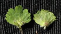 Lamium amplexicaule - Upper and lower surface of leaf - Click to enlarge!