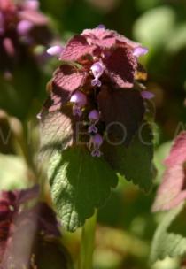 Lamium purpureum - Flower - Click to enlarge!