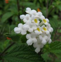 Lantana montevidensis - Flowers - Click to enlarge!