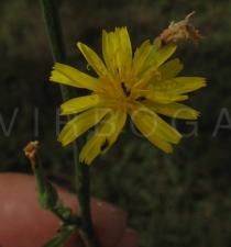 Launaea taraxacifolia - Inflorescence - Click to enlarge!