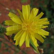 Launaea taraxacifolia - Flower head - Click to enlarge!