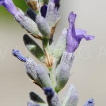 Lavandula angustifolia - Flower, side view - Click to enlarge!