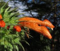 Leonotis nepetifolia - Flower - Click to enlarge!