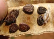 Leucaena leucocephala - Seeds - Click to enlarge!