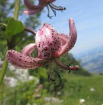Lilium martagon - Flower, side view - Click to enlarge!