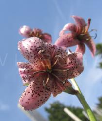 Lilium martagon - Flower - Click to enlarge!
