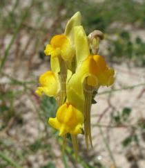 Linaria polygalifolia - Inflorescence - Click to enlarge!
