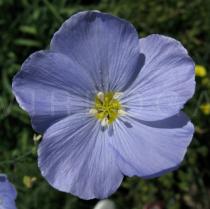 Linum perenne - Flower - Click to enlarge!