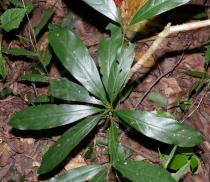 Litsea lancilimba - Foliage of a juvenil tree - Click to enlarge!