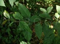 Litsea martabanica - Foliage - Click to enlarge!
