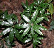 Litsea verticillata - Foliage - Click to enlarge!