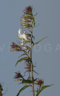 Lobelia seguinii - Flower - Click to enlarge!