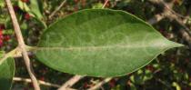 Lonicera maackii - Upper leaf surface - Click to enlarge!