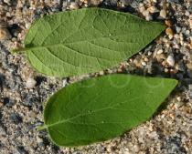 Lonicera tatarica - Upper and lower surface of leaves - Click to enlarge!