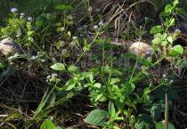 Lourteigia ballotifolia - Habit - Click to enlarge!