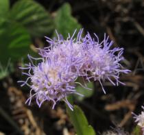 Lourteigia ballotifolia - Flower head - Click to enlarge!
