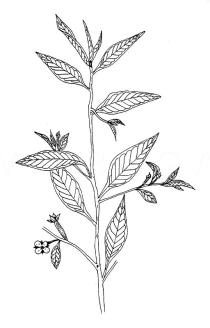 Ludwigia hyssopifolia - Click to enlarge!