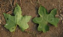 Luffa aegyptiaca - Upper and lower surface of leaf - Click to enlarge!