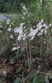 Lunaria annua - Ripe plants - Click to enlarge!