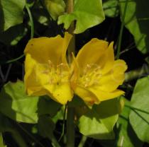 Lysimachia nummularia - Flowers - Click to enlarge!
