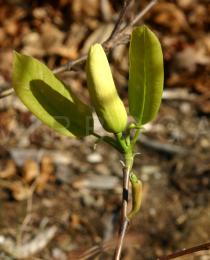 Magnolia stellata - Flower bud - Click to enlarge!