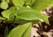 Maianthemum bifolium - Plant, side view - Click to enlarge!