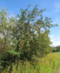 Malus domestica - Habit of fruiting tree - Click to enlarge!